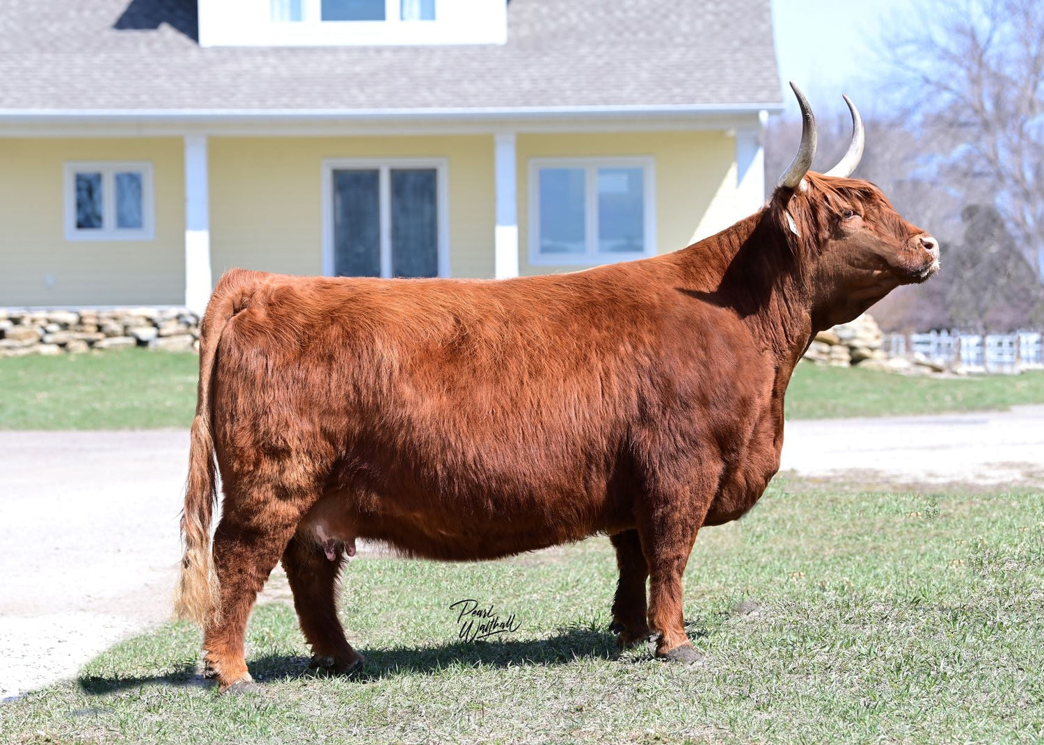 Gray Owl's Britta (55429) x STR Encore (62210) (Sexed for Heifers only)