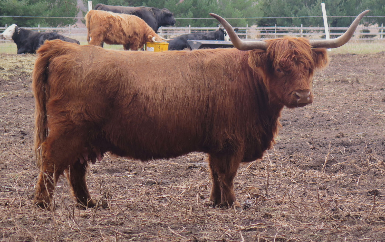 Schon Boden's Lydia (51534) x STR Encore (62210) Sexed for Heifers Only