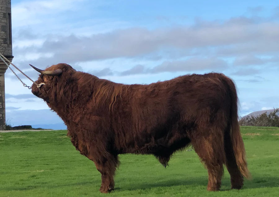 Schon Boden's Lydia (51534) x Philip of Glengorm (64533) Sexed for Heifers Only