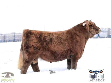 CBS Jade 13Y(51121) x STR Encore(62210) Sexed for Heifers Only