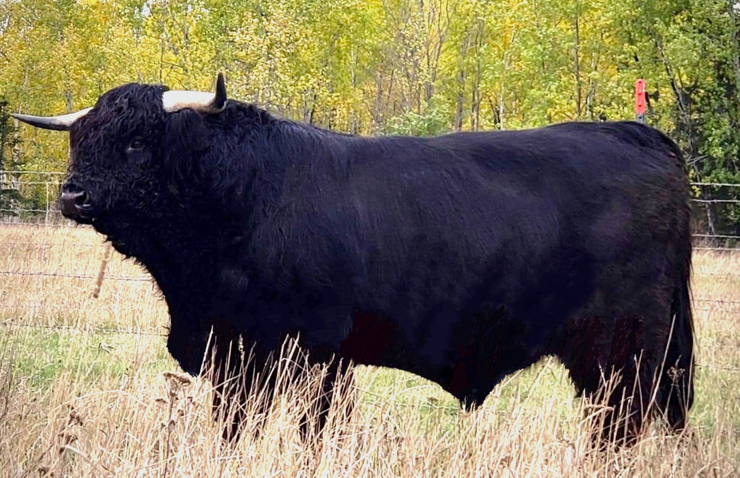 Wild River Bear (AI, D) Conventional Semen