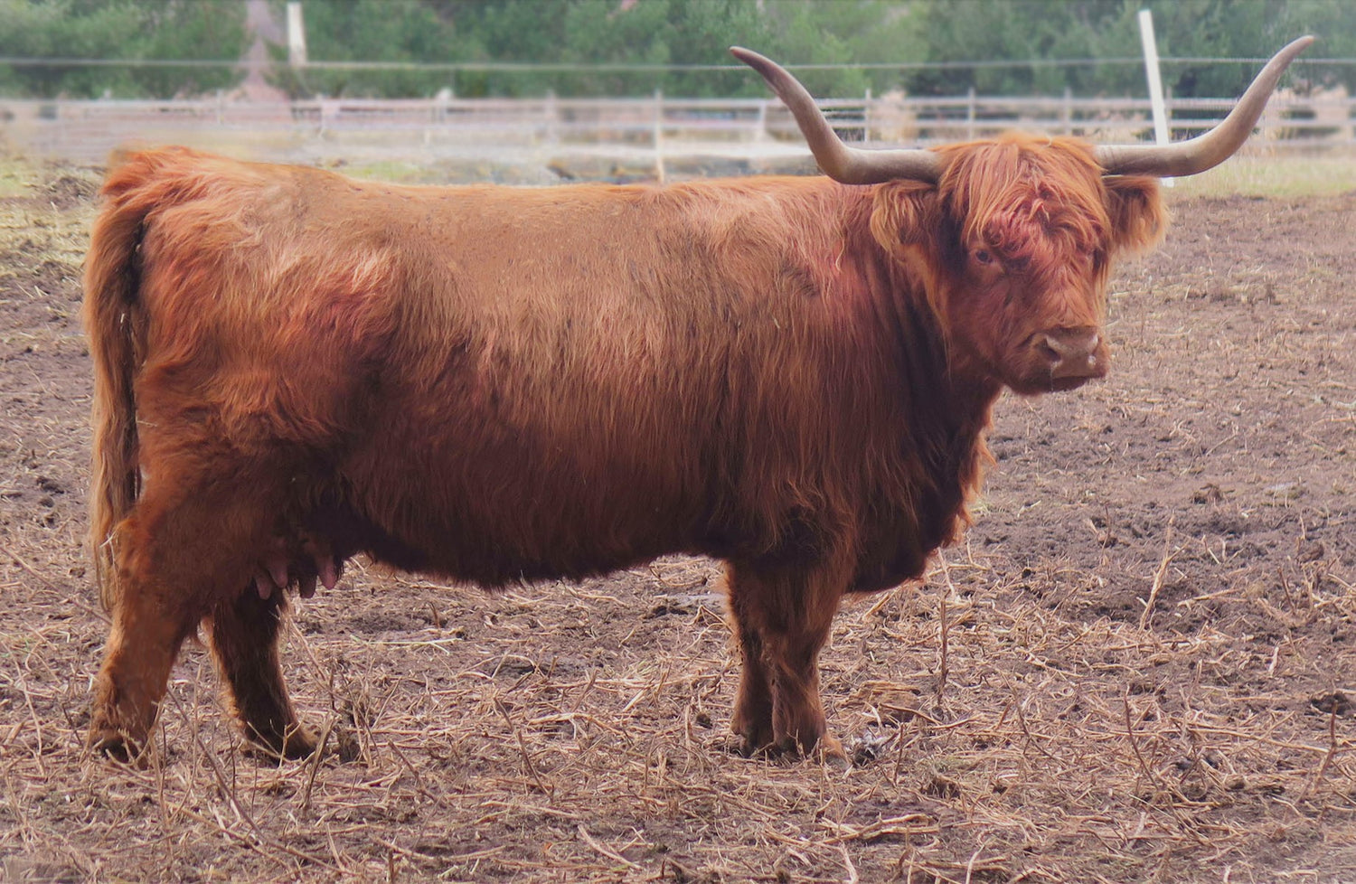 Schon Boden's Lydia (51534) x Philip of Glengorm (64533) Sexed for Heifers Only