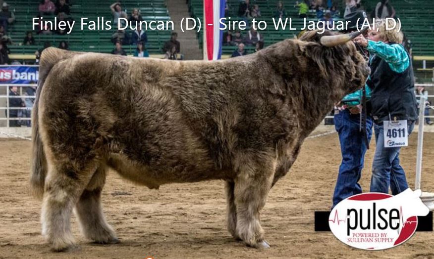 WL Jaguar (AI,D) Conventional Semen (CSS Qualified)