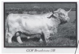 Gray Owl's Britta (55429) x GOF Broadstone 13B (24822) (Sexed for Heifers only)