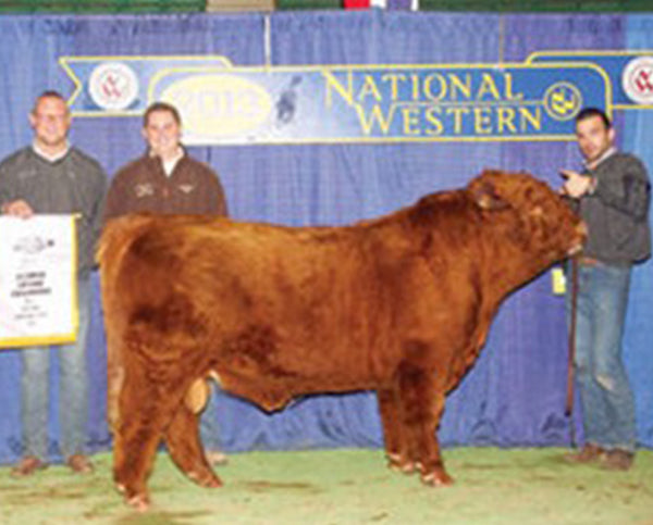 HSC Elijah (AI,D) Highland Bull