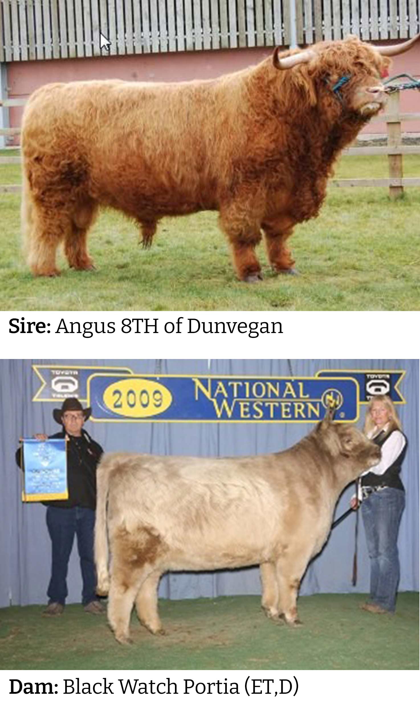 Parents of WL Genesis (ET,D) Highland Bull, Sire: Angus 8th of Dunvegan & Dam: Black Watch Portia