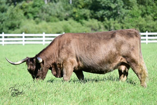 Schon Boden's Josie (48770)  x WL Genesis (59067) (Sexed for Heifers only)