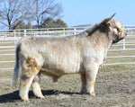 WL Genesis (ET,D) Highland Bull Sire of A Queen's Touch Highland Embryo