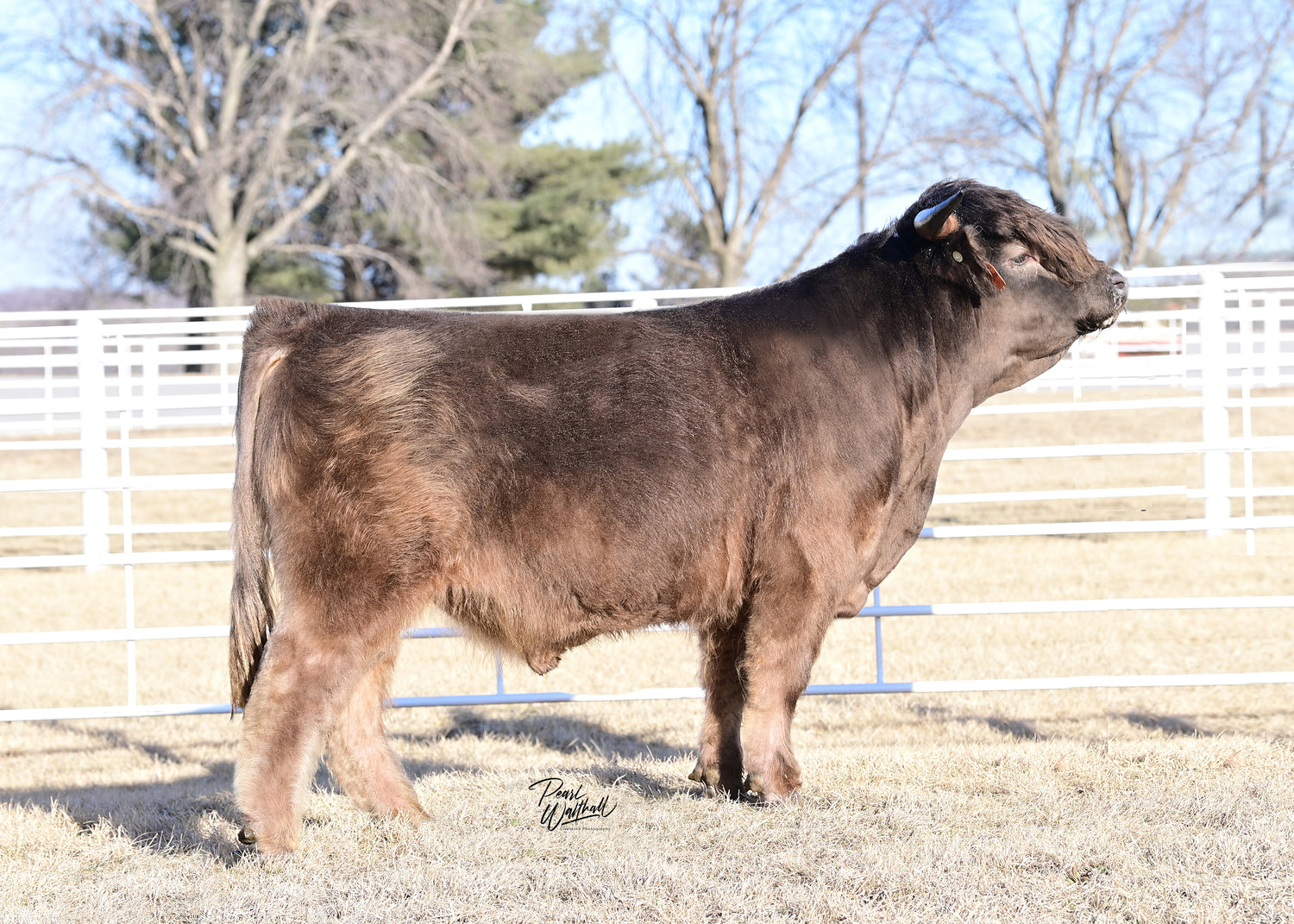 WL Jaguar (AI,D) Conventional Semen (US Only)