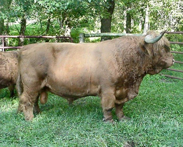 Broadstone 18th of Stonecliffe (D) Highland Bull